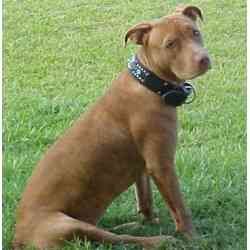 DaeLA (Hoya's girlfriend)