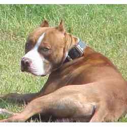 Hoya (DaeLa's boyfriend)