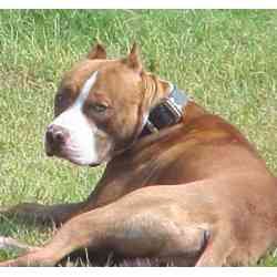 Hoya (DaeLa's boyfriend)