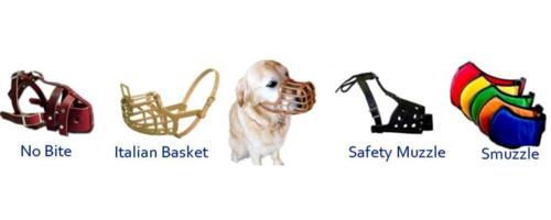 Sunglo Dog Collars 