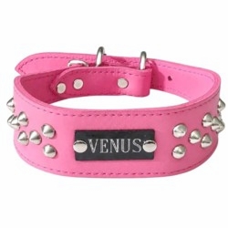 Leather Dog Collar with Name Plate