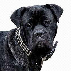 Leather Dog Collars