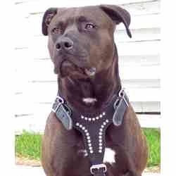 Leather Dog Harnesses