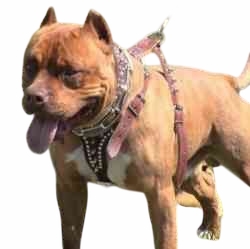 Leather Harness with Spikes