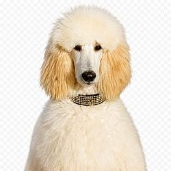 Rhinestone Dog Collars