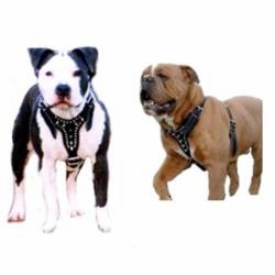 Spiked Dog Harnesses