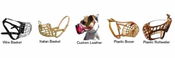 Train your Dog to Wear a Muzzle 