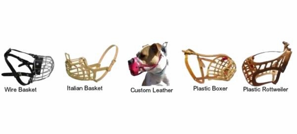 You Can Train Your Dog To Wear A Muzzle