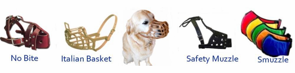 You Can Train Your Dog To Wear A Muzzle