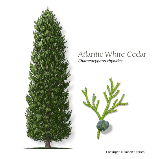 Atlantic White Cedar