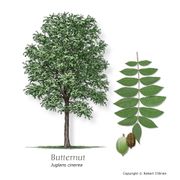 Butternut - Not Available