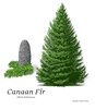 Canaan Fir, Plug + 1 Year - Available For Pick Up At Linville River Nursery & UPS Shipment Only -  Qty of 25 - Not Available