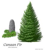 Canaan Fir, Plug + 1 Year - Available For Pick Up At Linville River Nursery & UPS Shipment Only -  Qty of 25 - Not Available