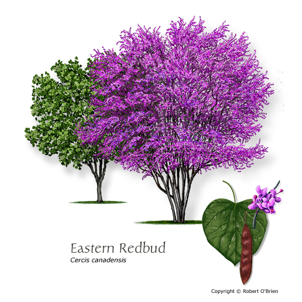 Eastern Redbud Pollinator Friendly Sold Out
