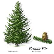 Fraser Fir, Improved Premium Family Selection 1-0 Plugs 3" and greater - Qty of 100  