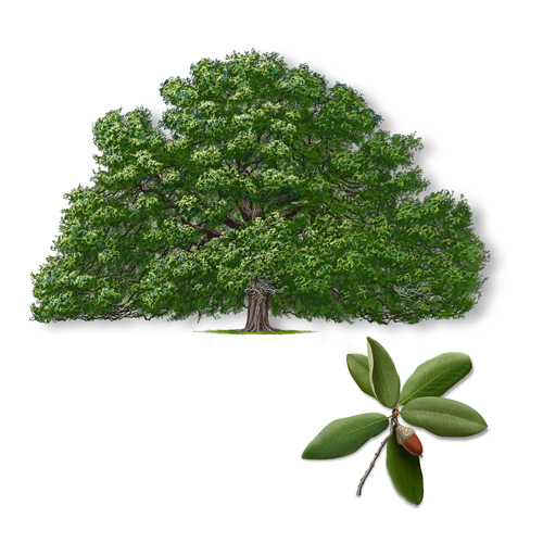 Live Oak