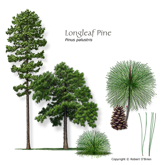 North Carolina State Tree Longleaf Pine