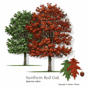 Northern Red Oak