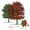 Northern Red Oak, Piedmont