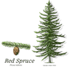 Red Spruce - 1.0 Plug - Qty of 100 - Not Available Red Spruce - 1.0 Plug - Qty of 100 - Not Available