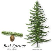 Red Spruce - 1.0 Plug - Qty of 100  -  Not Available