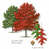 Scarlet Oak