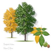 Shagbark Hickory