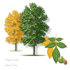 Shagbark Hickory