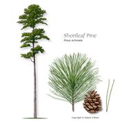 Shortleaf Pine, Improved - Not Available