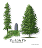 Turkish Fir, Plug + 1 Yr - Available For Pick Up At Linville River Nursery & UPS Shipment Only - Qty of 25 - Not Available