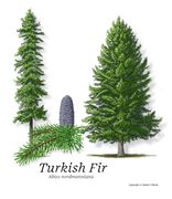 Turkish Fir, Plug + 1 Yr - Available For Pick Up At Linville River Nursery & UPS Shipment Only - Qty of 25 - Not Available