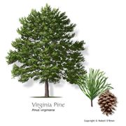 Virginia Pine Improved - Treated D & P - Not Available