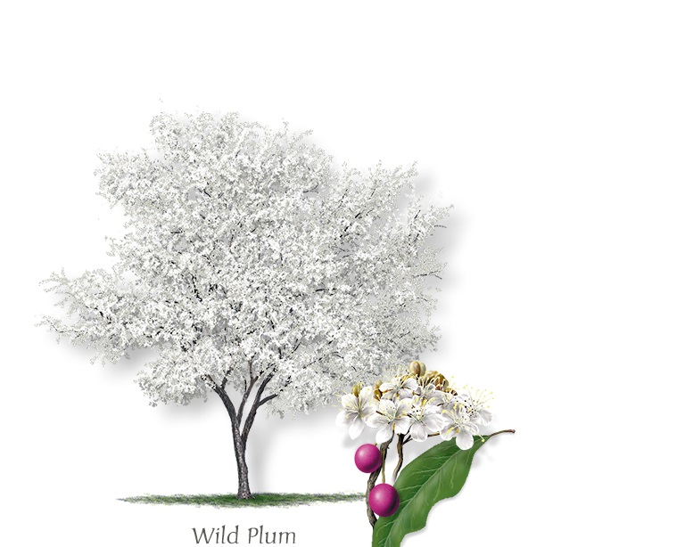 Wild plum sold out