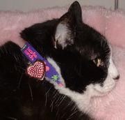 BEASTIE BAND CAT COLLARS<p>SAFETY FIRST!