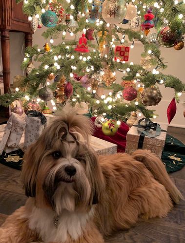 CHRISTMAS & HOLIDAY - SEASONAL  PET COLLARS 