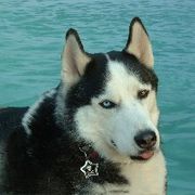 IN MEMORY OF  DAKOTA SKY BLUE TIMBER(Pandora's)