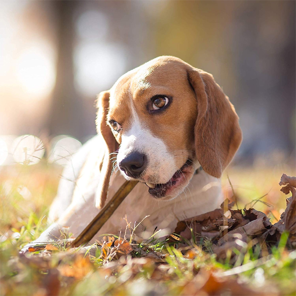 Cadet Bully Sticks for Dogs 12oz