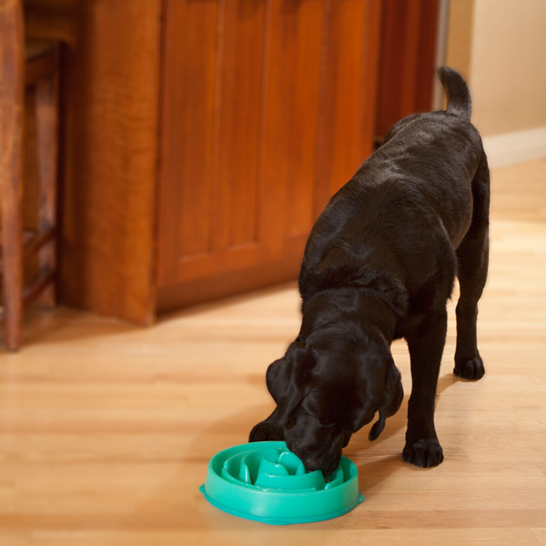 Outward Hound Fun Feeder Slow Feed Dog Bowl Teal Large