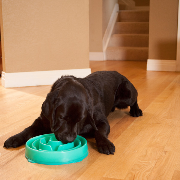 Outward Hound Fun Feeder Slow Feed Dog Bowl Teal Large