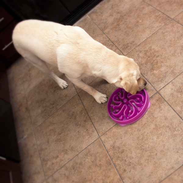 Outward Hound Fun Feeder Slow Feed Dog Bowl Purple Large