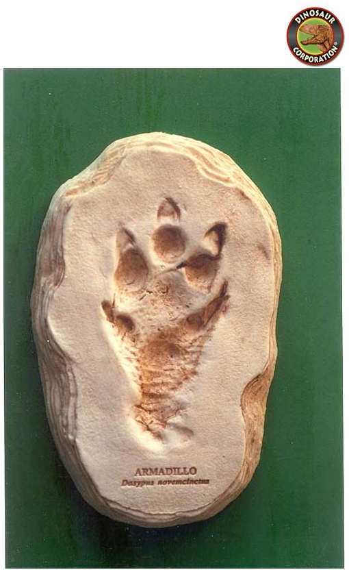 Armadillo Footprint Dinosaur Corporation
