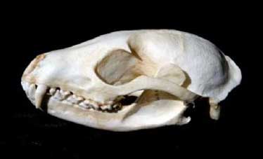 Asian Palm Civet Female Skull For Sale | Dinosaur Corporation