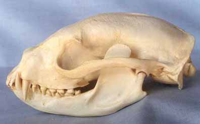 Binturong Skull For Sale | Dinosaur Corporation