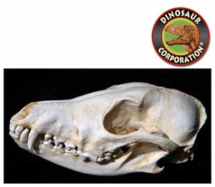 Black-Backed Jackal Skull For Sale | Dinosaur Corporation