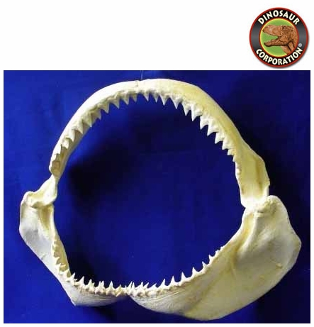 Bull Shark Jaw For Sale