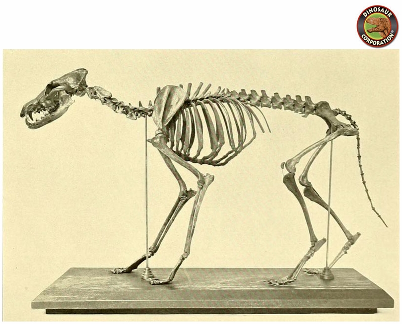 Coyote Canis latrans Skeleton Dinosaur Corporation