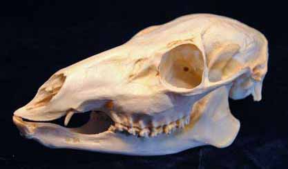 Chinese Water Deer Skull For Sale | Dinosaur Corporation