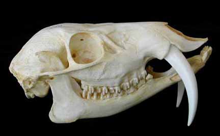 Chinese Water Deer Skull For Sale | Dinosaur Corporation