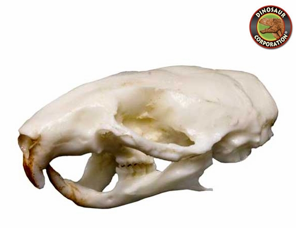 Deer Mouse Skull For Sale | Dinosaur Corporation
