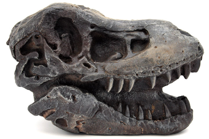 Dino Dig T-rex Skull For Sale | Dinosaur Fossil Replica